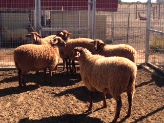 Rancho Caetano Red Sheep Ewes 2