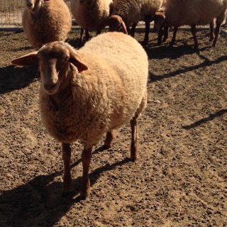 Rancho Caetano California Red Sheep Ewe 3